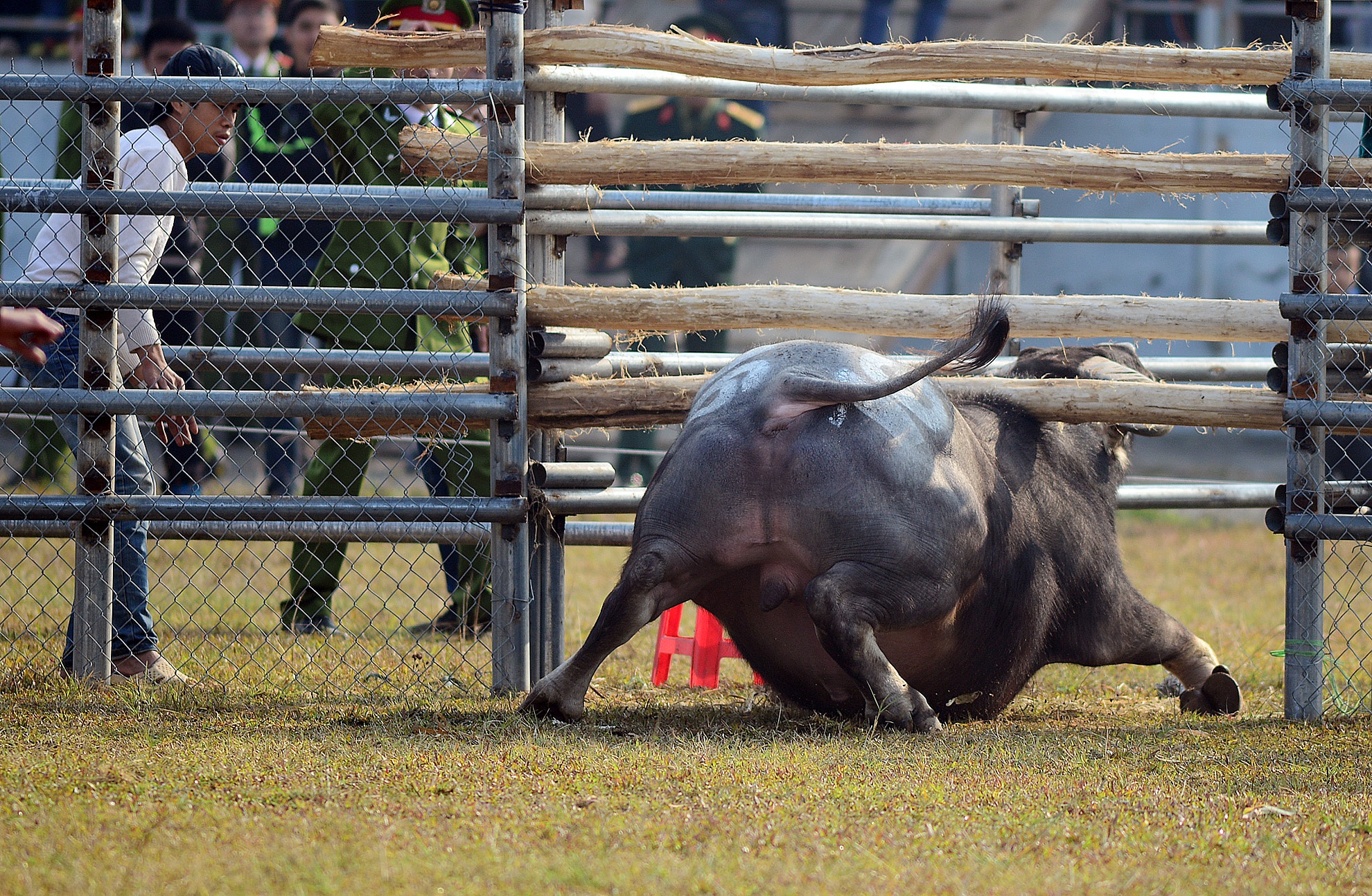 Trau choi chui rao thao chay khi vua xung tran hinh anh