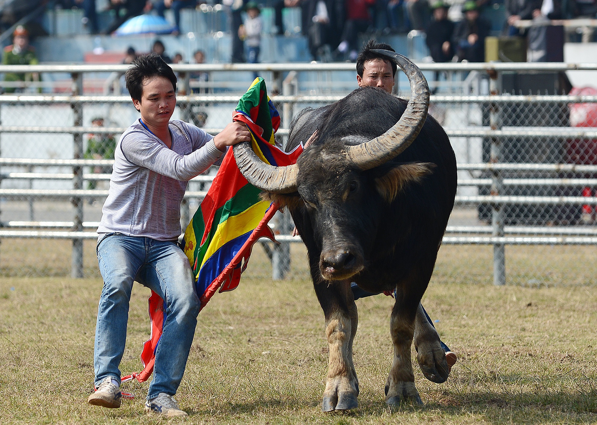 Nhung pha ra don hiem doc cua trau choi Ha Noi hinh anh