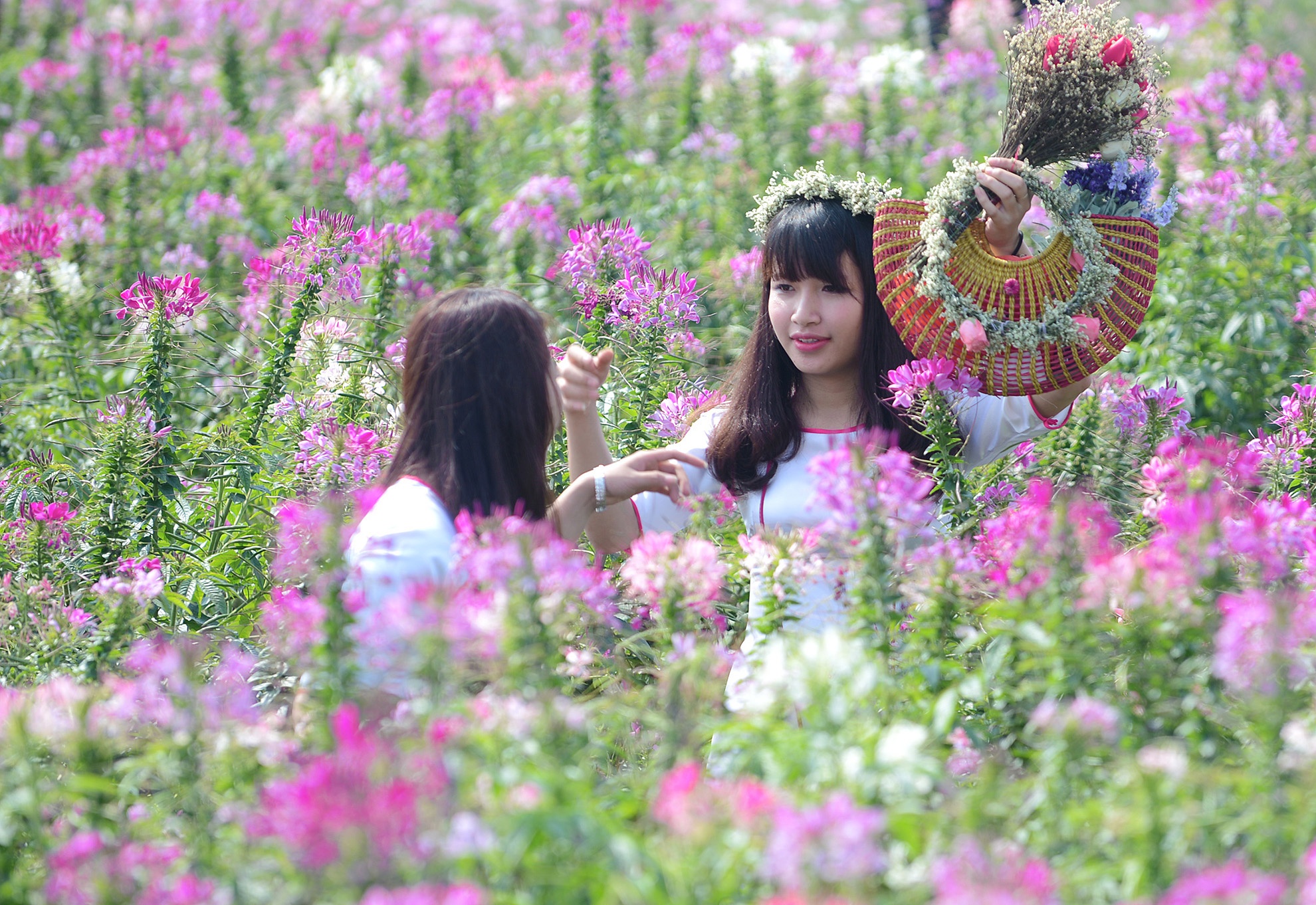 Chen chan chup anh gia cao o thien duong hoa Ha Noi hinh anh