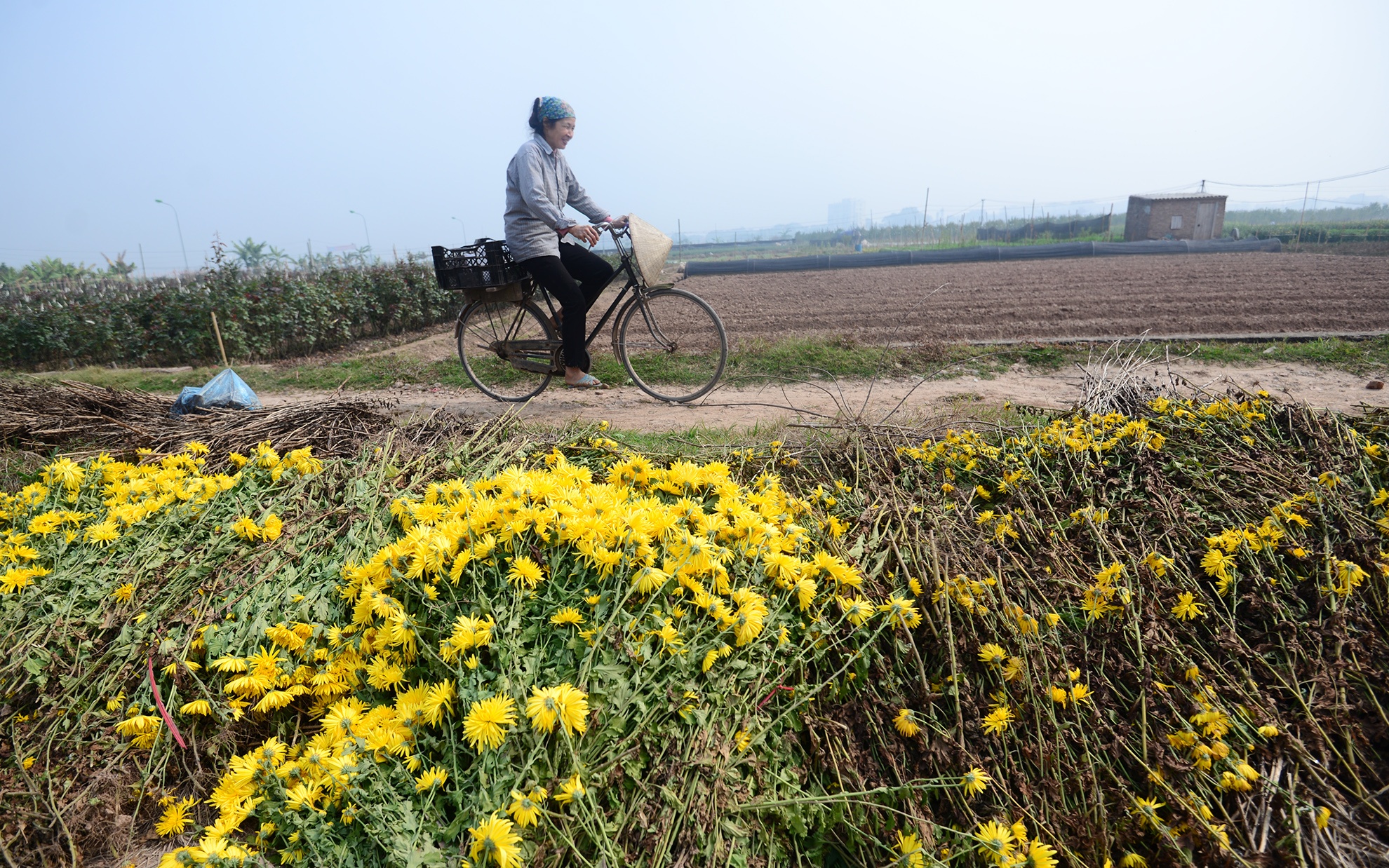 Gia hoa rot tham, nguoi trong nho bo vut ven duong hinh anh