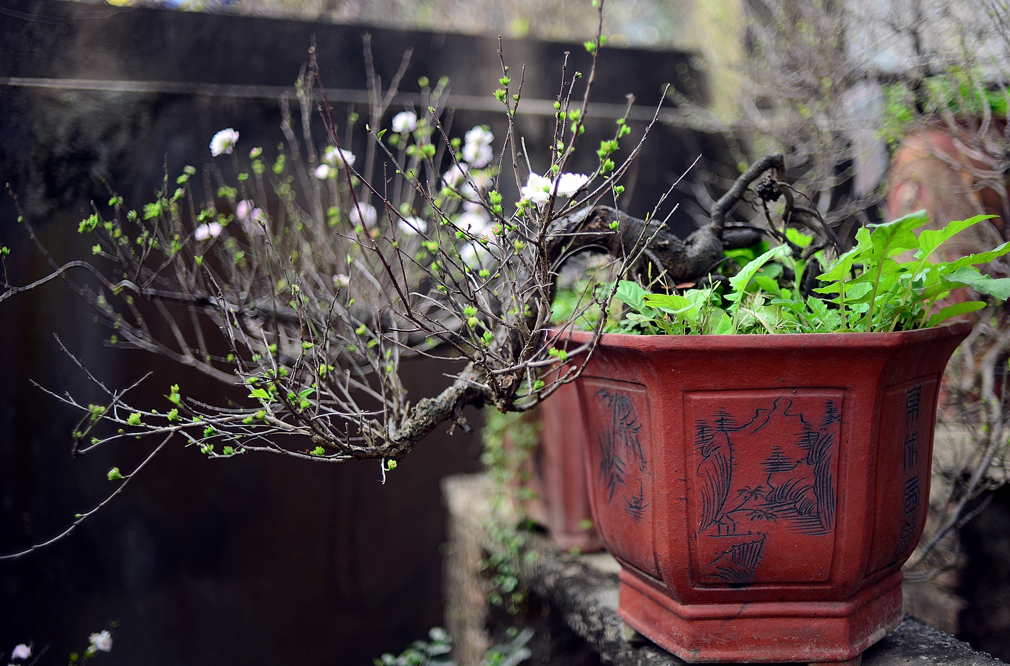 Vuon mai trang cho thue doc dao o Ha Noi hinh anh