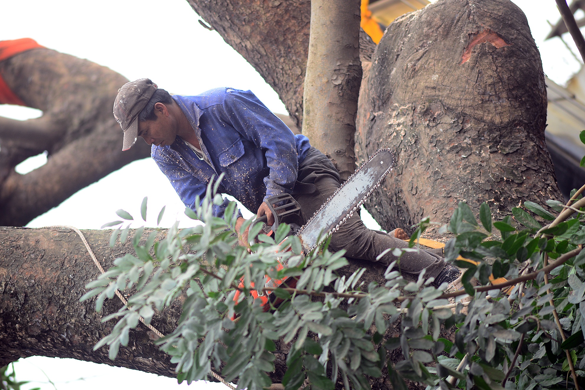 Nhung nguoi lieu linh chat cay co thu nhieu nam tuoi hinh anh