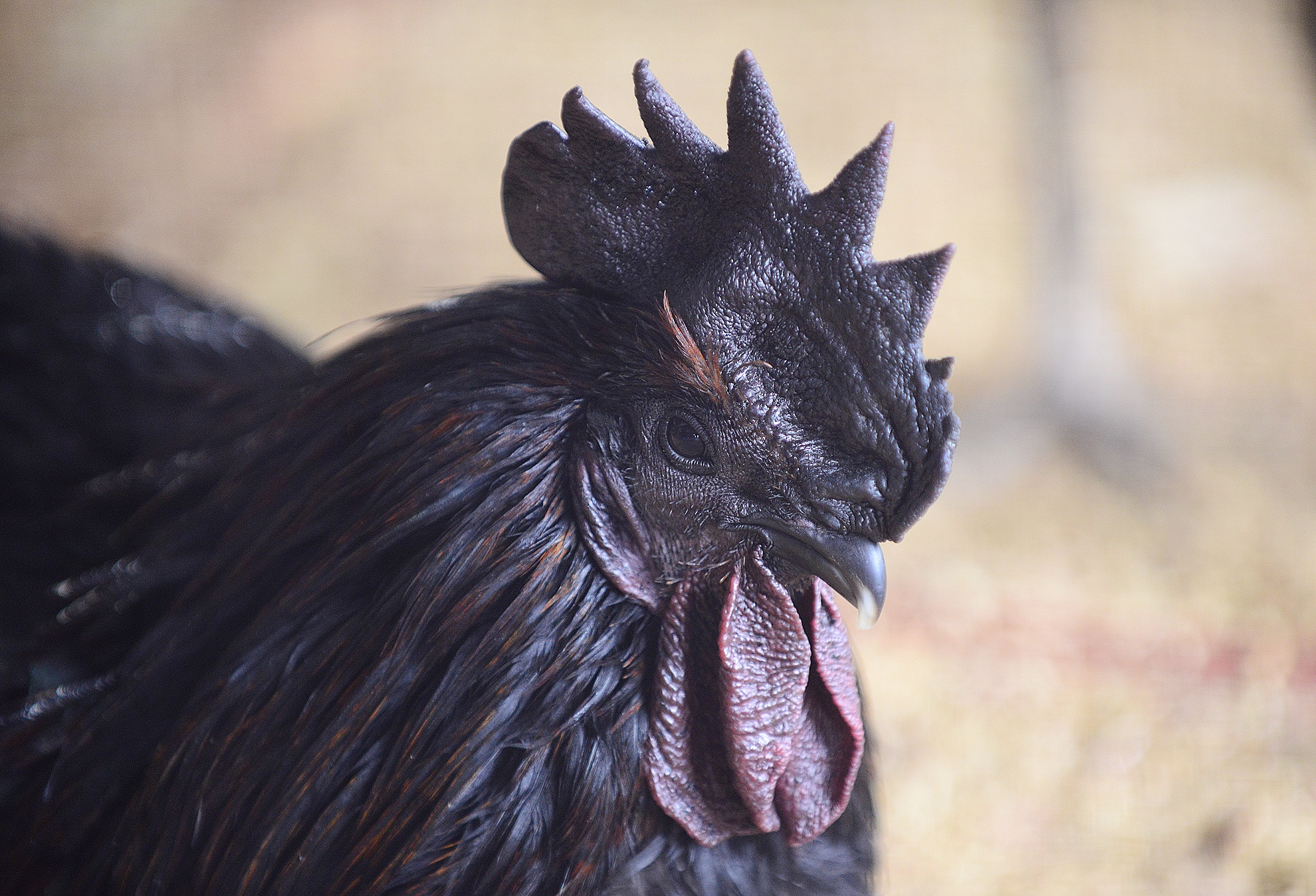 Ga mat den 50 trieu/con xuat hien tai cho dac san Tet hinh anh