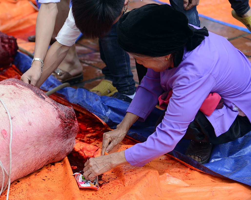 Một số người trong đó có cả bà cụ già trèo rào vào trong quẹt tiền vào tiết lợn lấy may.