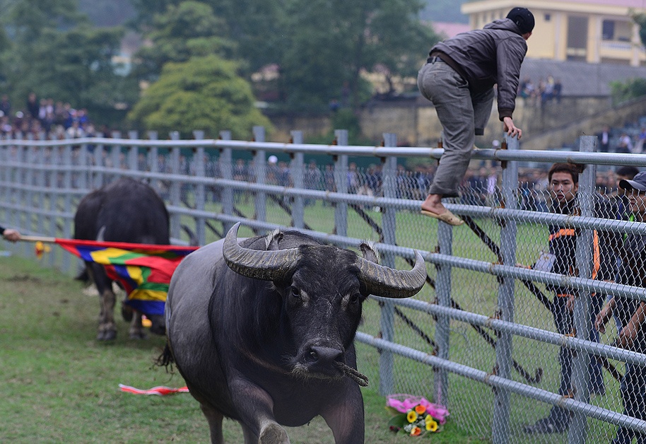 Trau choi bo chay suyt lay mang nguoi hinh anh