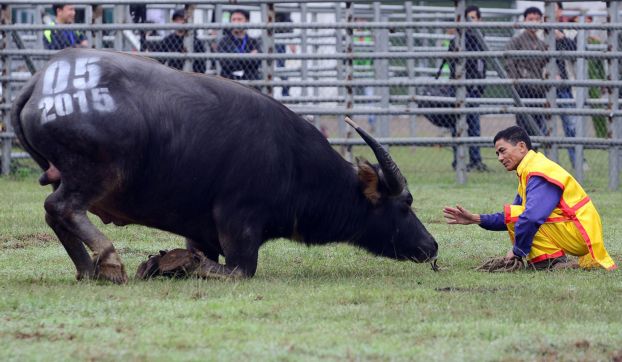  Ông trâu số 05 của chủ trâu có màn chào hỏi rất đặc biệt trước khi bước vào trận đấu. 