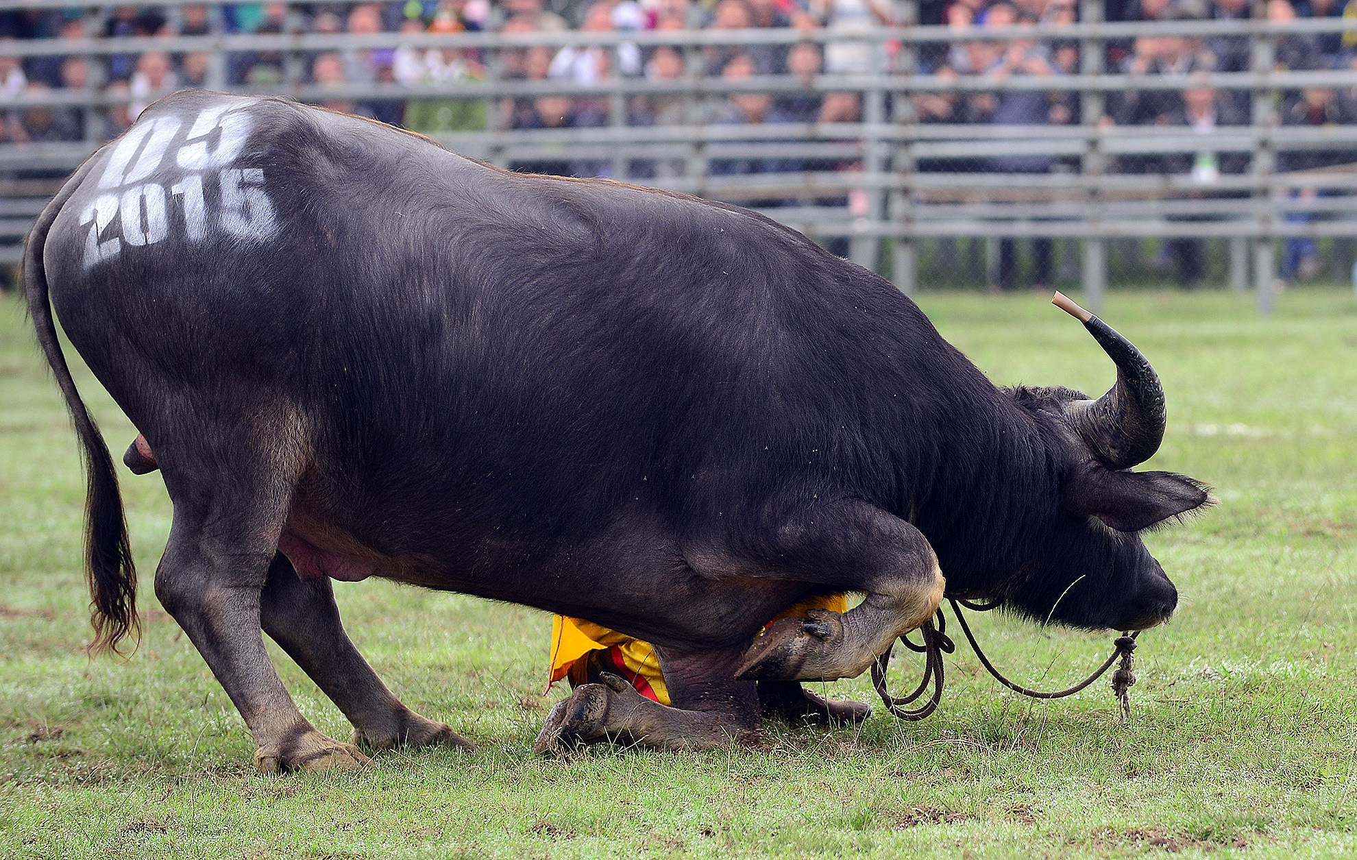 Trau choi quy chao khan gia truoc giay phut ra don hinh anh