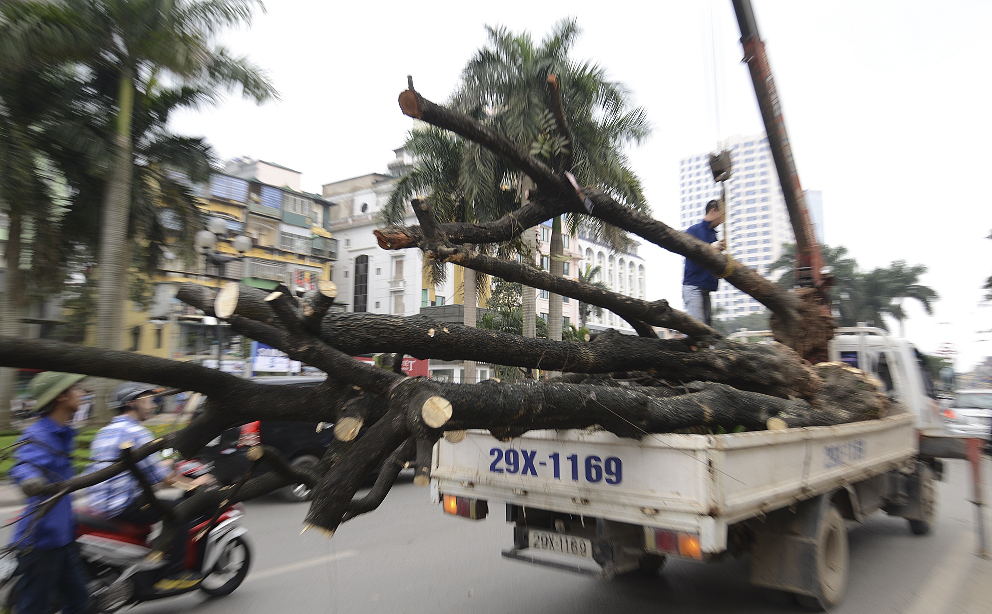 Xe cho cay bi chat nuom nuop tren duong Ha Noi hinh anh