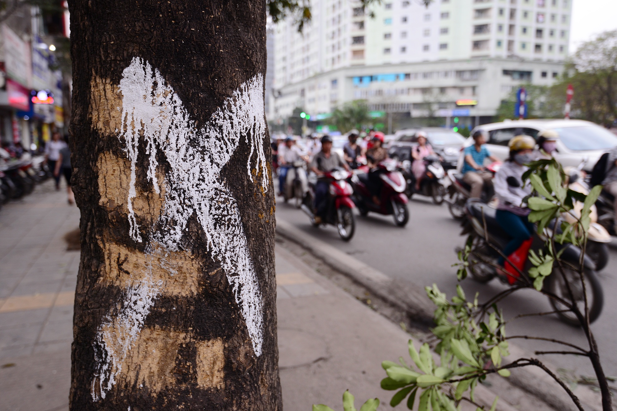 Cây được đánh dấu X trước ngày bị đốn bỏ.