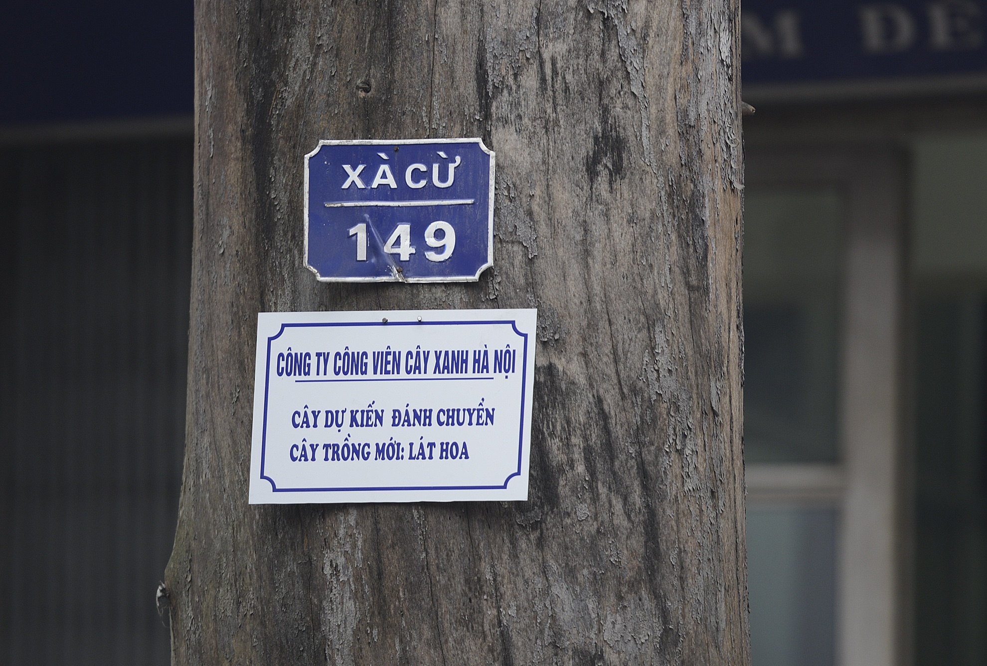 Cay da chet kho van treo bien hoi dan de chat ha hinh anh