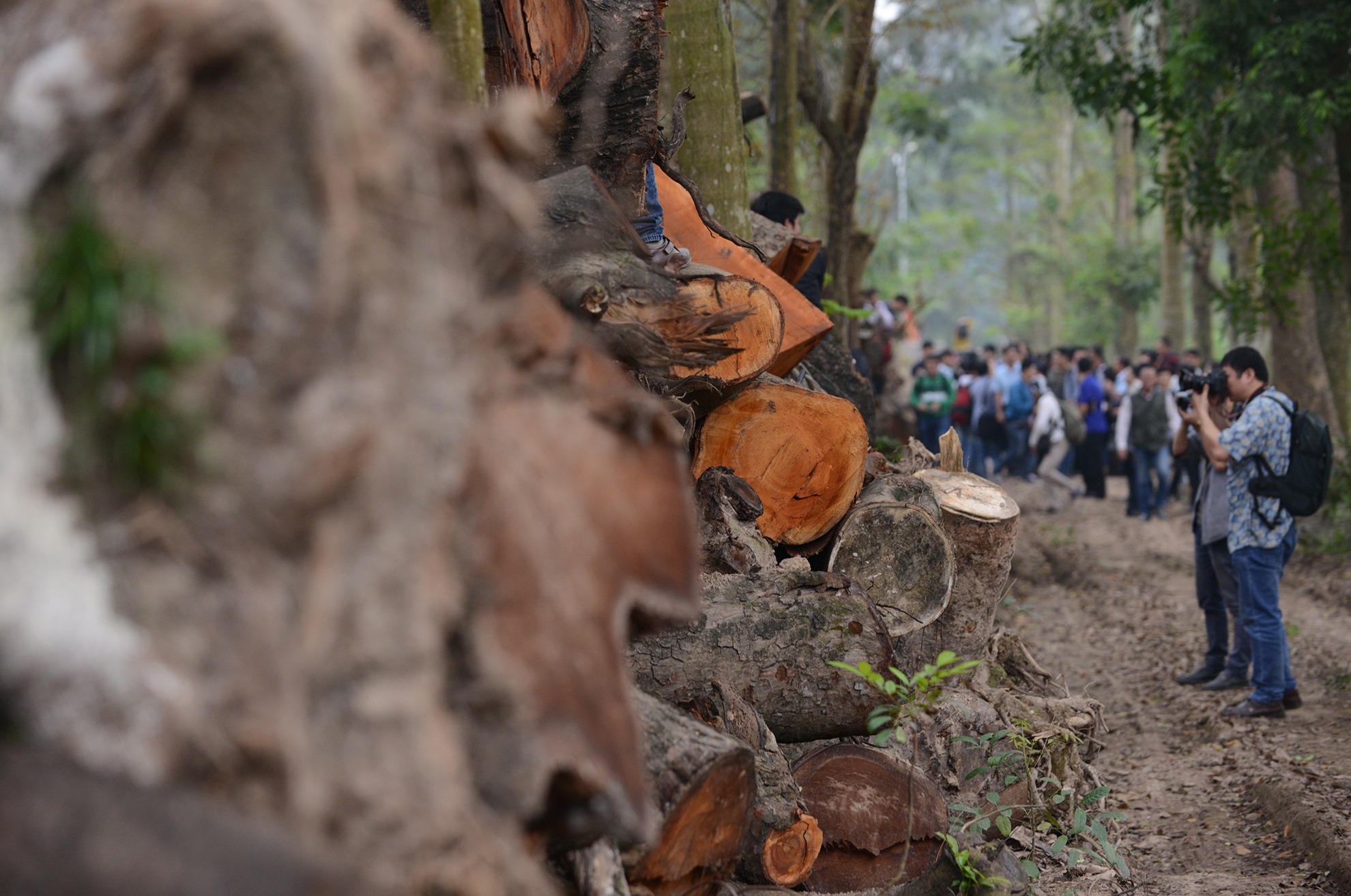 Can canh kho tap ket go du an thay the 6.700 cay xanh Ha Noi hinh anh