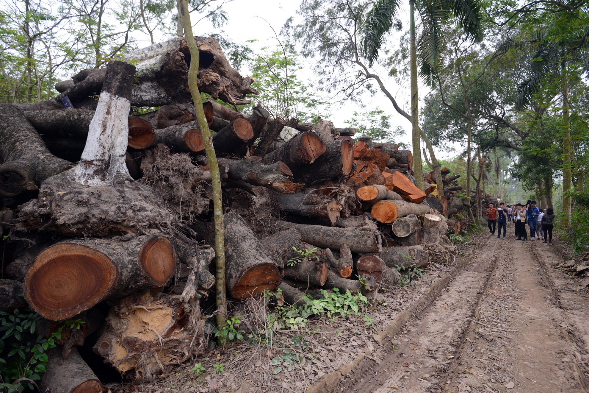 Diem tap ket nhung cay xanh o Ha Noi sau khi bi don ha hinh anh