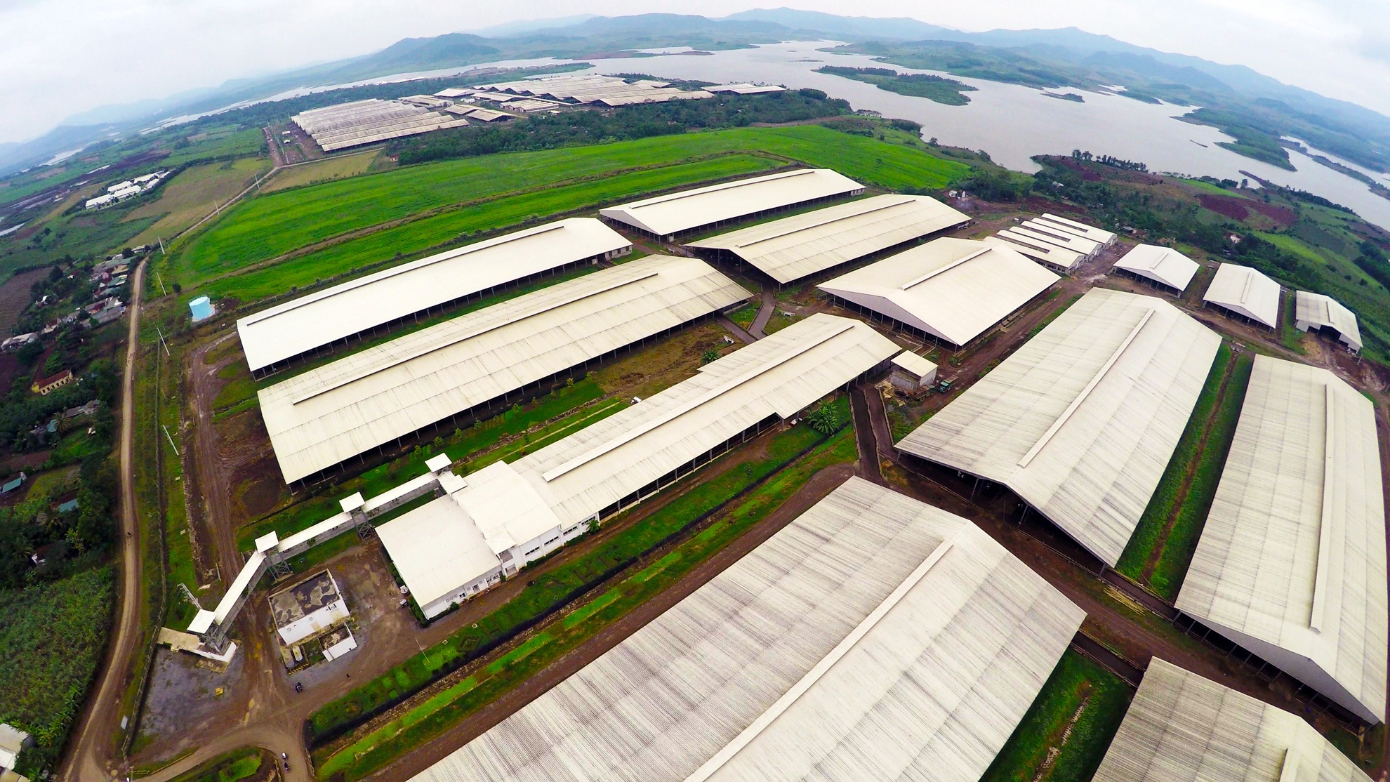 Toan canh trang trai bo sua TH True Milk dat ky luc chau A hinh anh