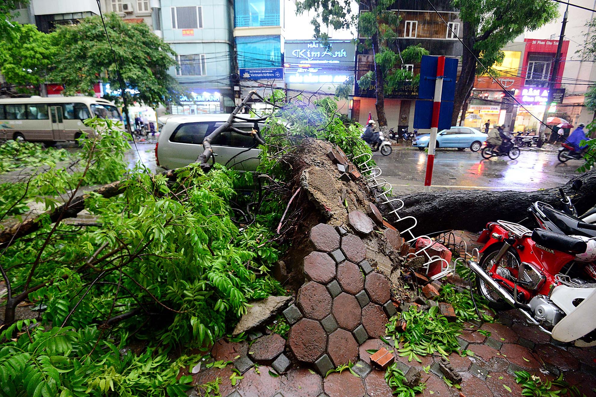 Rễ cây bị bật gốc trên nhiều tuyến phố.