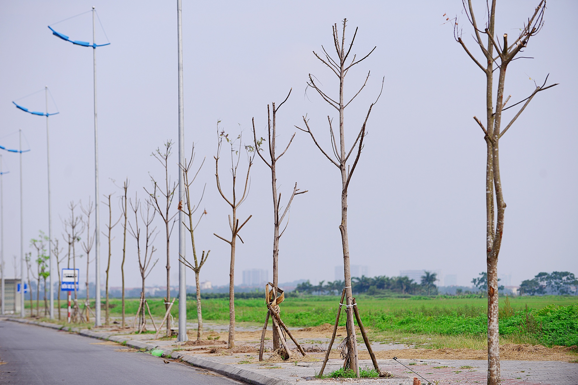 Cay chet hang loat tren tuyen duong 6.600 ty hinh anh