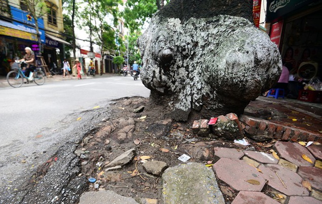 Hang loat cay doa do, troi re tren duong pho hinh anh