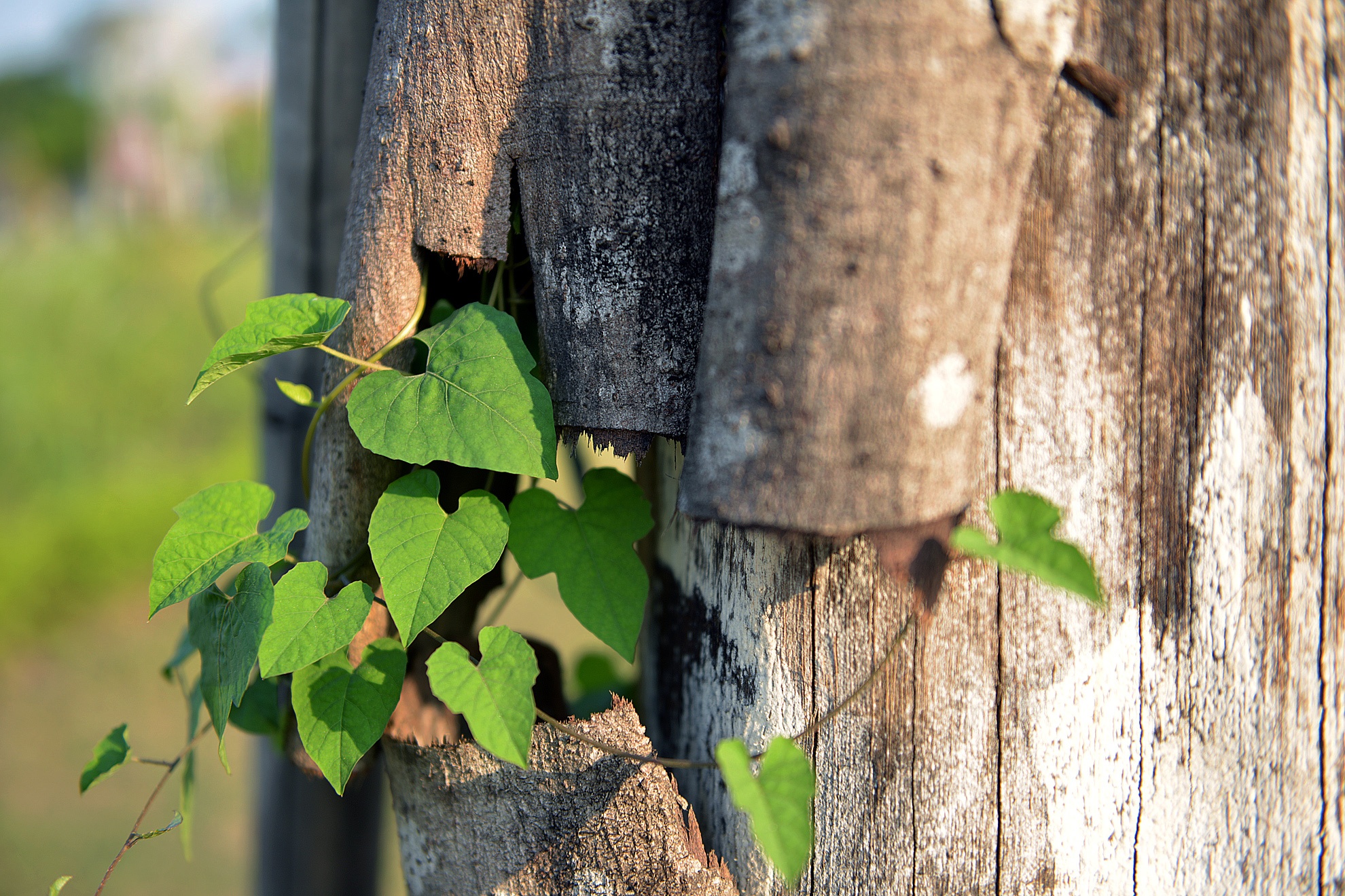 Cay moi tiep tuc chet kho tren cao toc nghin ty hinh anh