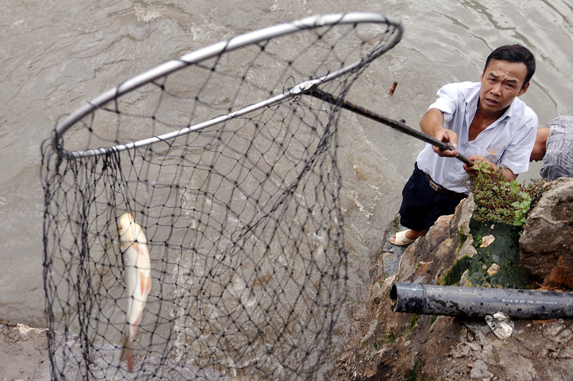 Vot hang tram con ca trong 30 phut sau mua ngap hinh anh