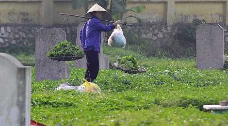 Rau muong tu nghia dia toi cho hinh anh