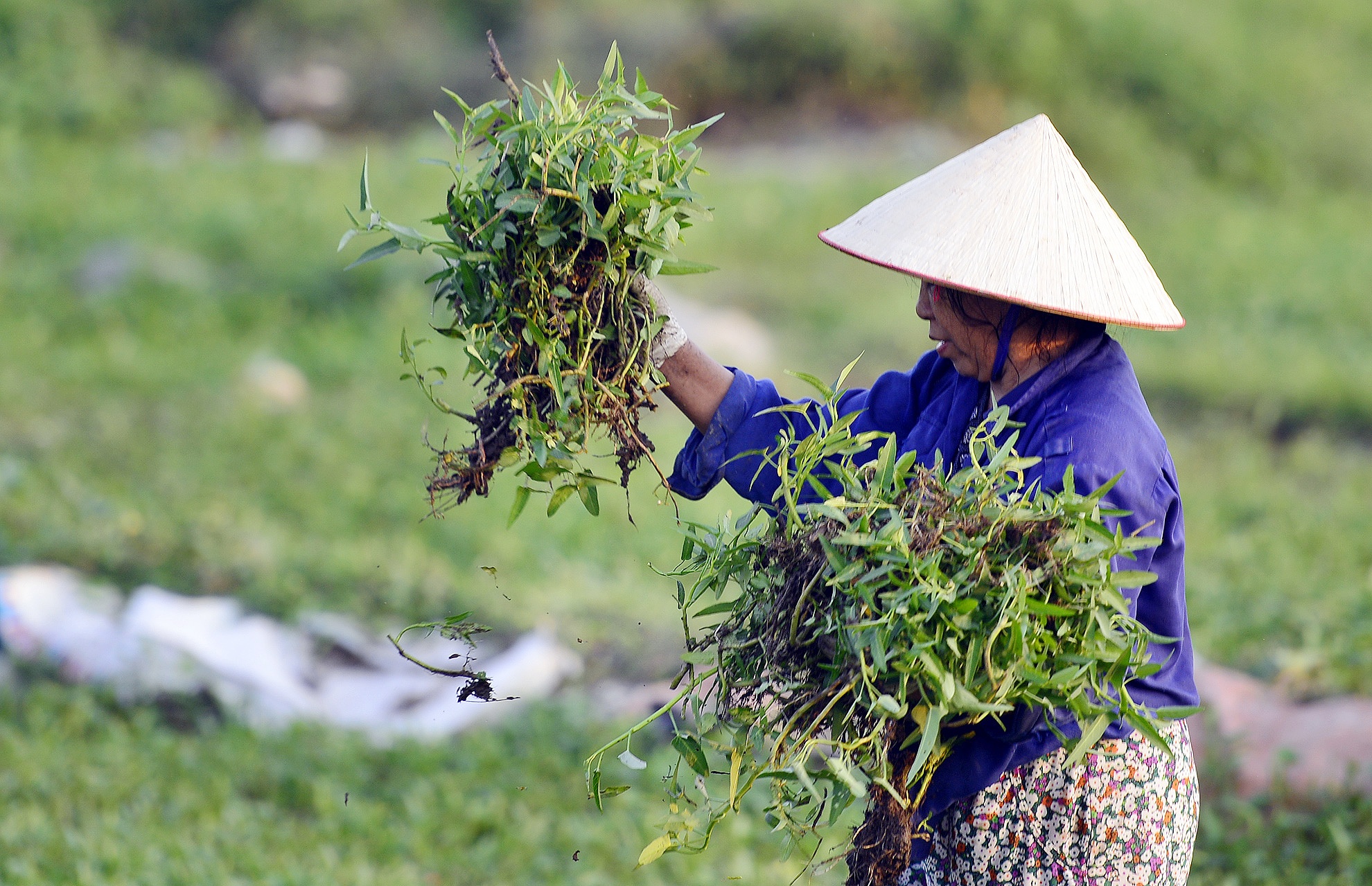 Vào mỗi buổi sáng, người dân lại hái rau đem ra chợ bán. 