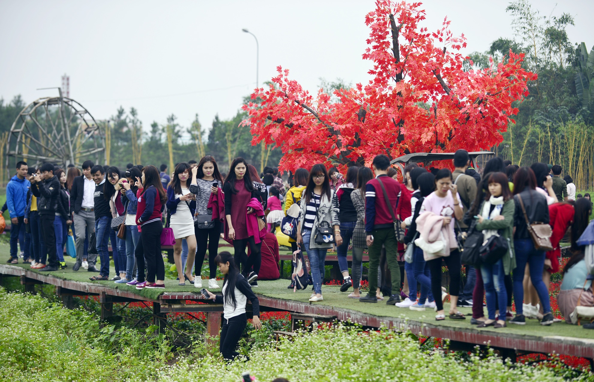 Hang nghin nguoi do ve thung lung hoa mien phi hinh anh