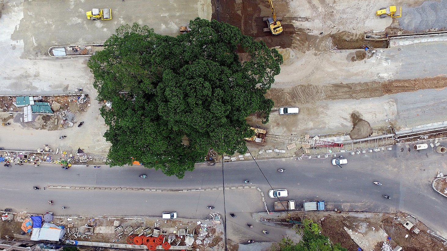Cay da co thu chan giua cac tuyen duong moi mo hinh anh