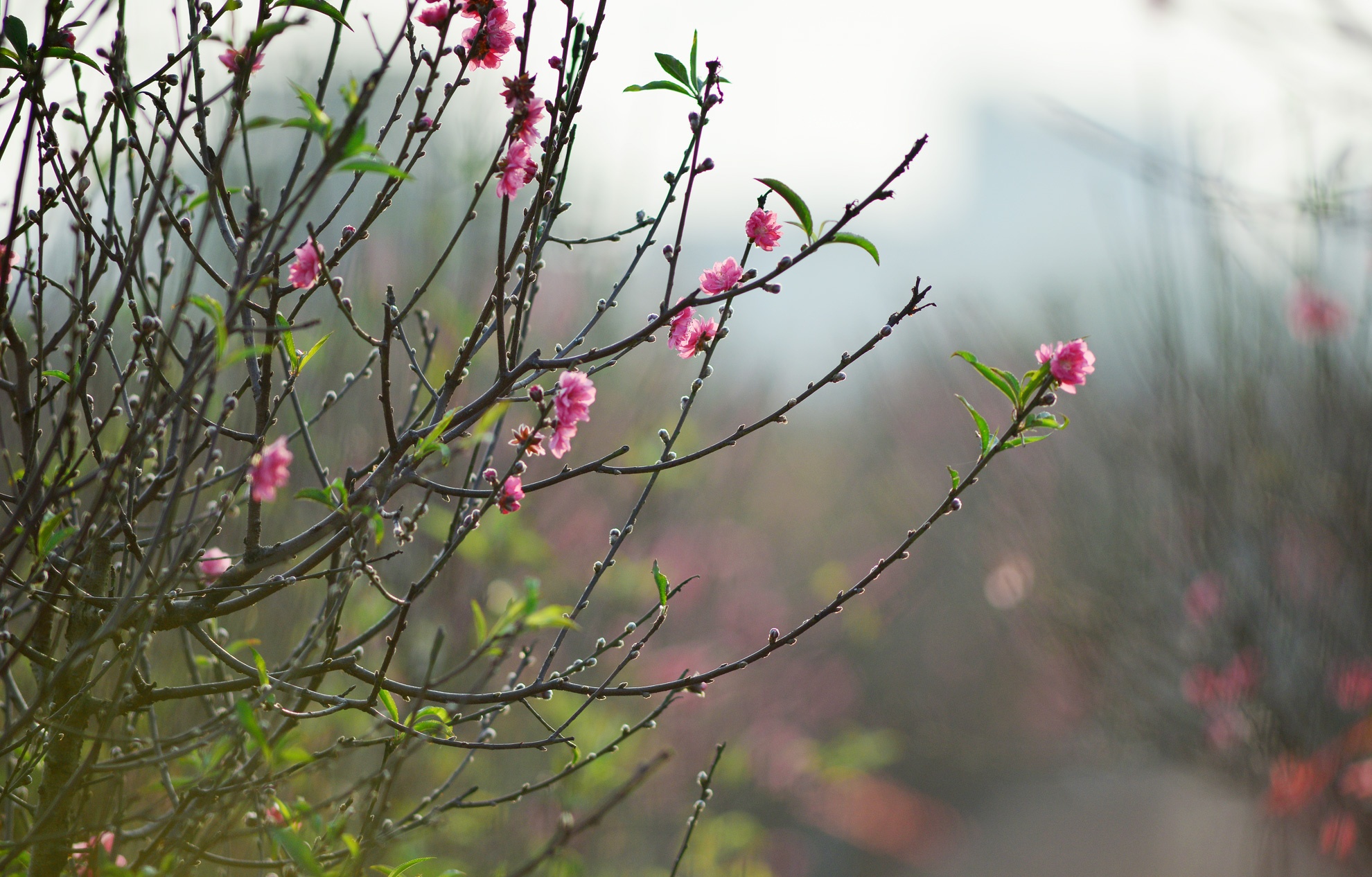 Dao no som tren vuon hoa noi tieng Ha thanh hinh anh