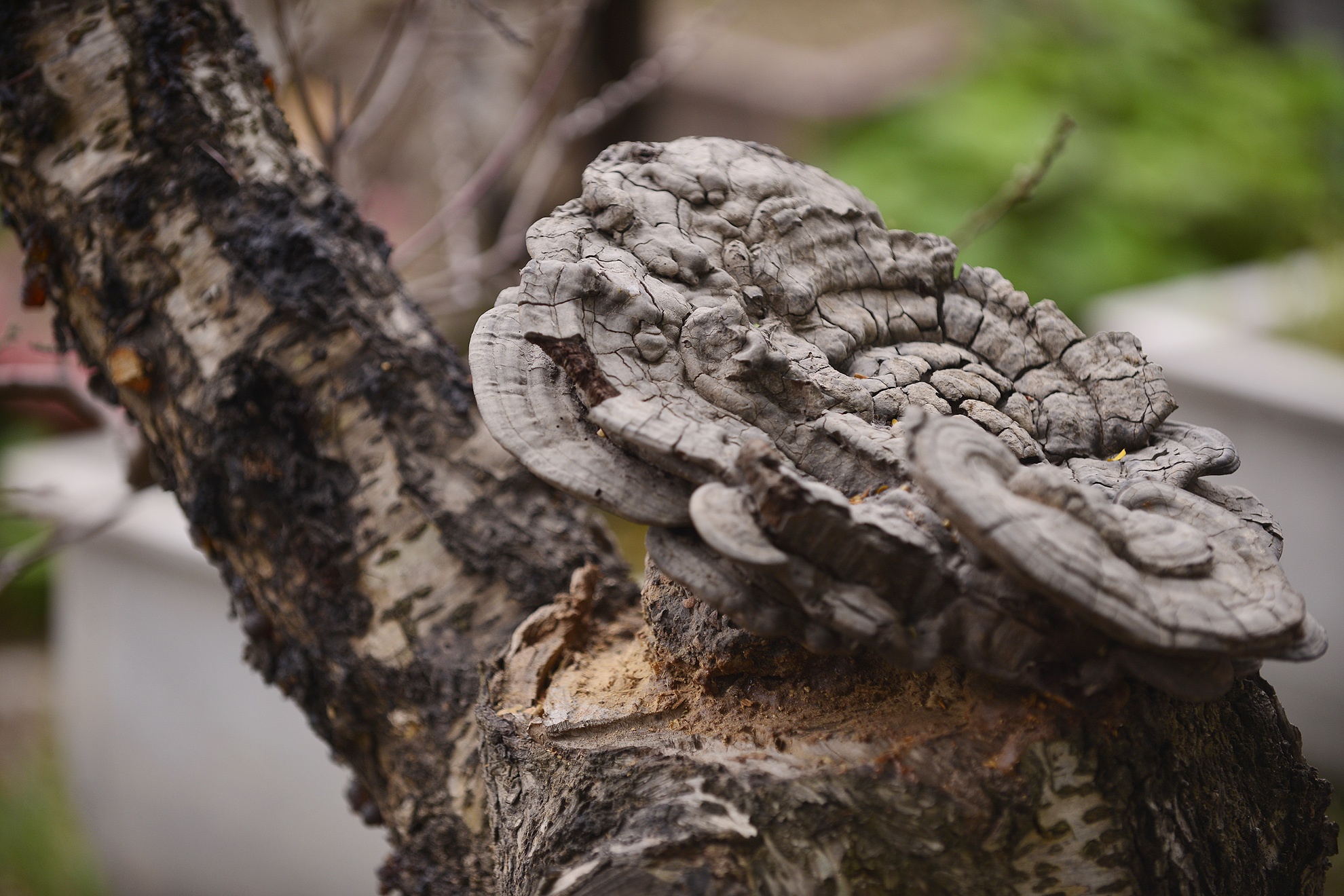 Dao lua Tet doc dao chi cho thue khong ban hinh anh