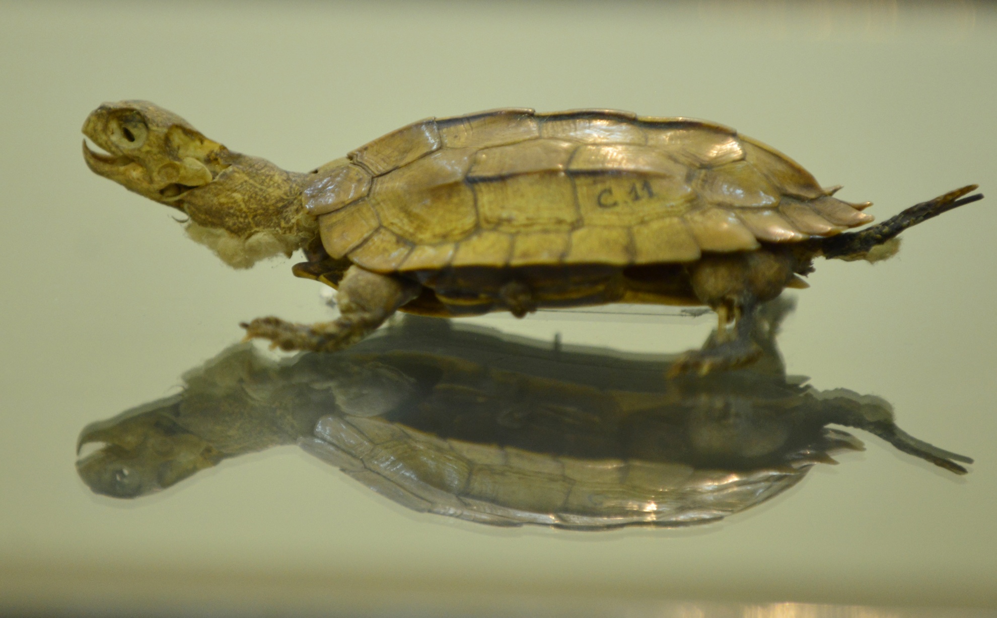 Tieu ban rua quy hiem tai Viet Nam hinh anh