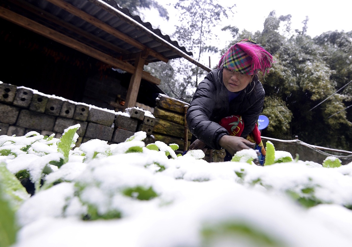 Nong dan thiet hai tien ty sau mua tuyet hinh anh