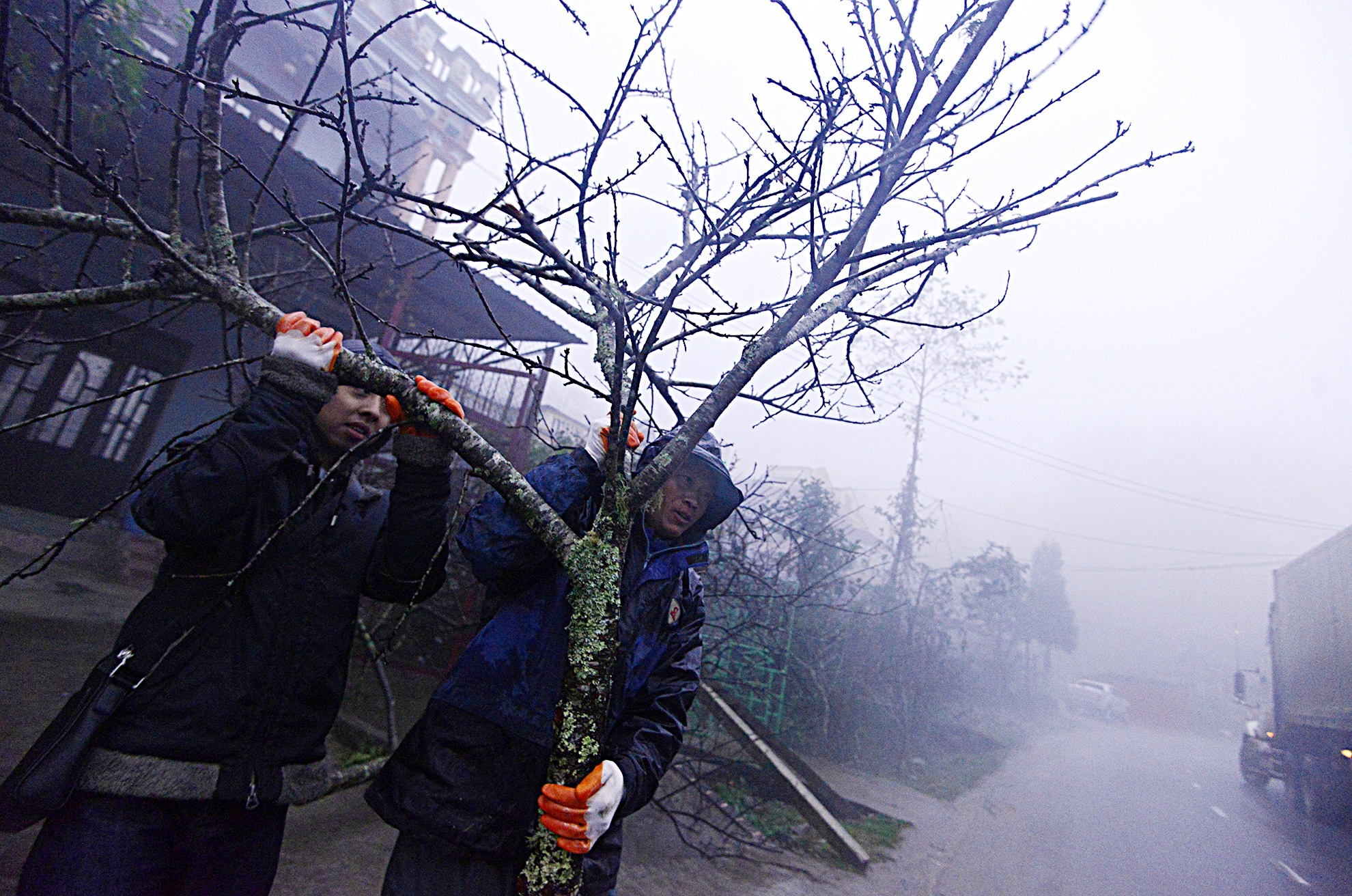 Dao rung tien trieu roi mien nui ve xuoi hinh anh