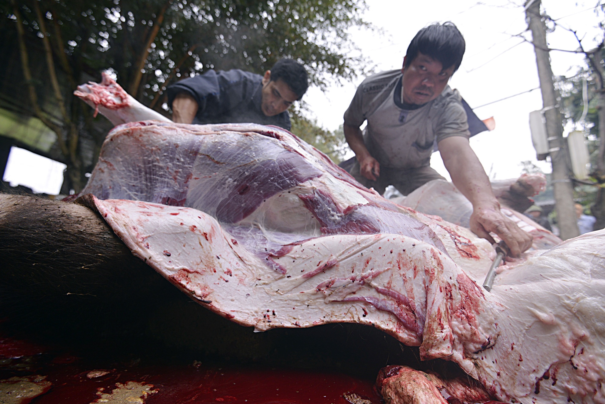 Chich dien, xe thit trau o Vinh Phuc hinh anh