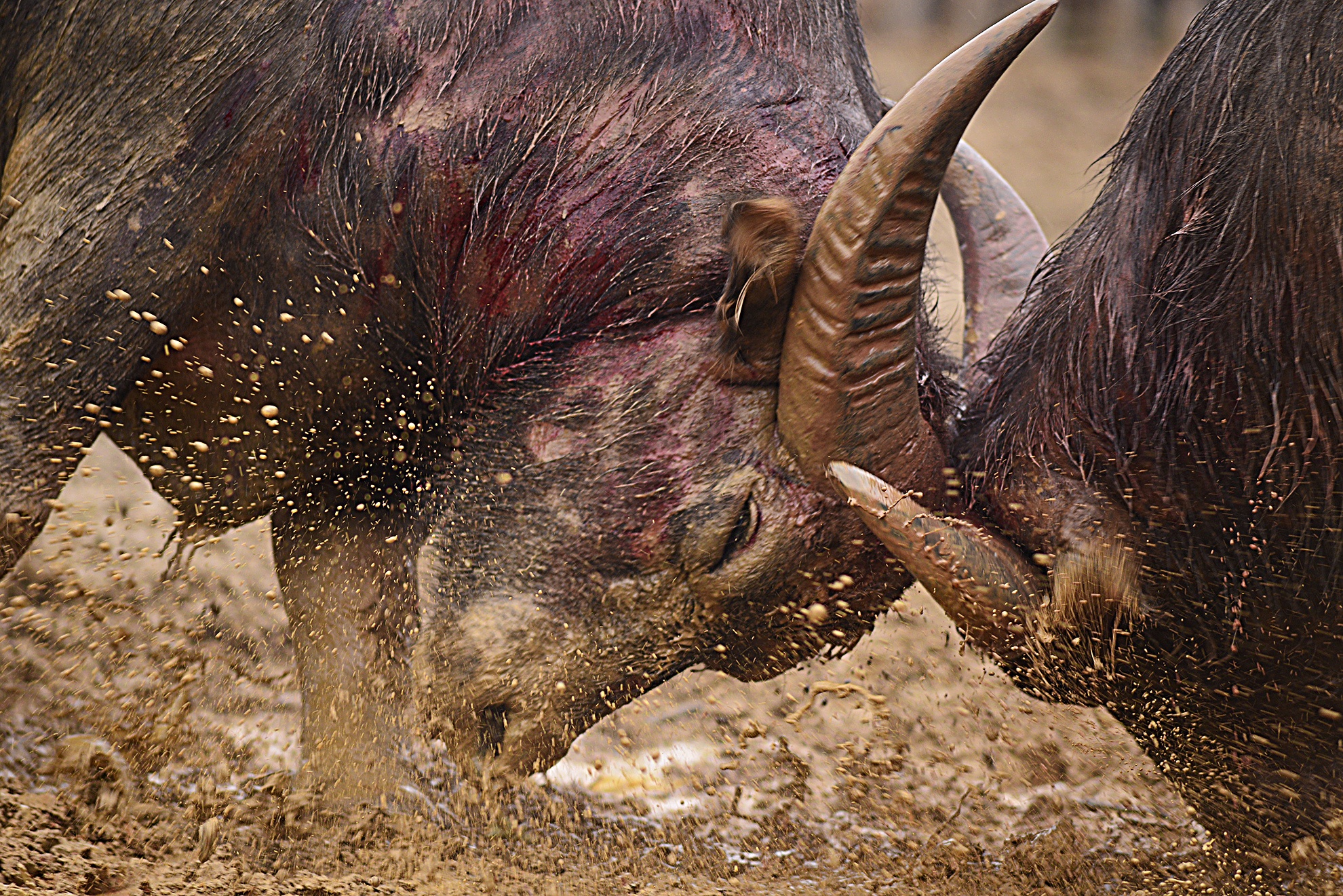 Hang nghin nguoi doi mua xem cac 'dau si' trau ra don hinh anh