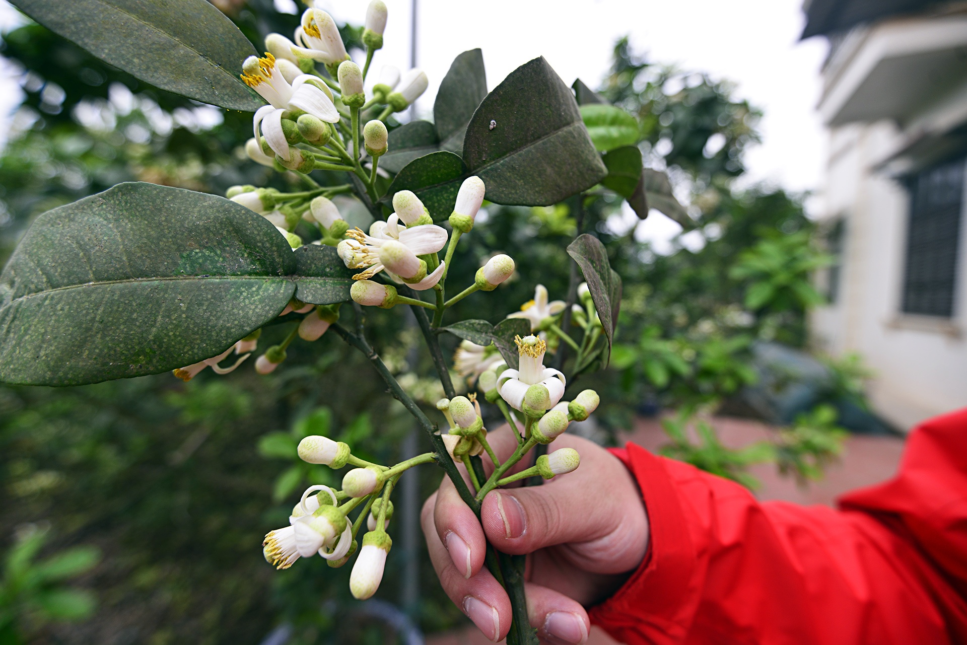 hoa buoi,  Binh Minh,  Khoai Chau,  mua hoa buoi thang 3 anh 9