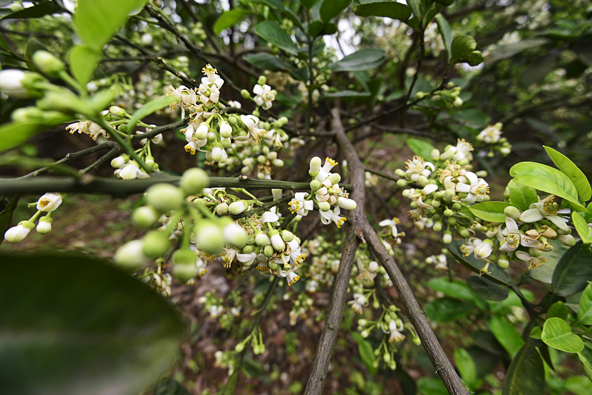 hoa buoi,  Binh Minh,  Khoai Chau,  mua hoa buoi thang 3 anh 1