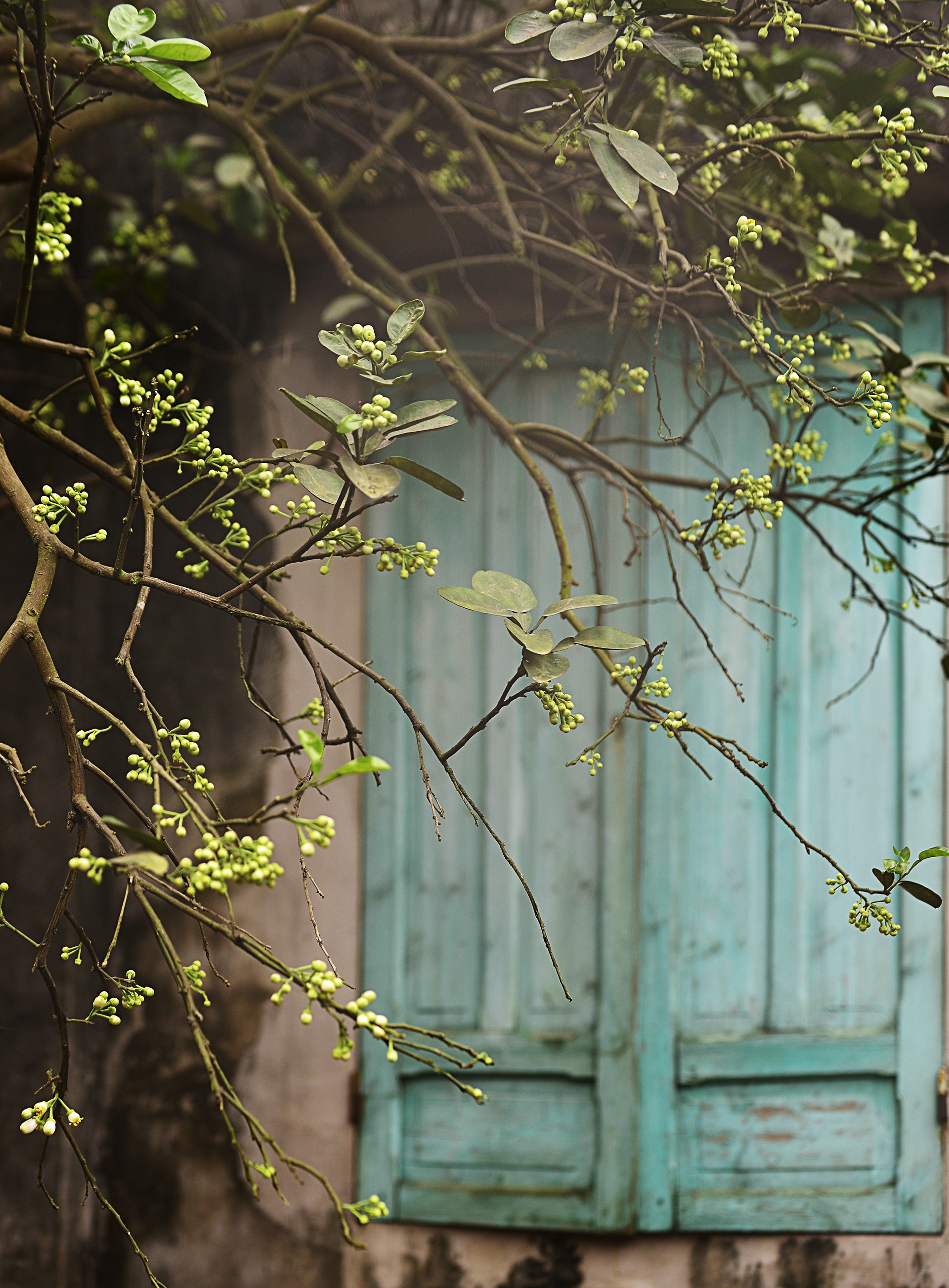 hoa buoi,  Binh Minh,  Khoai Chau,  mua hoa buoi thang 3 anh 2