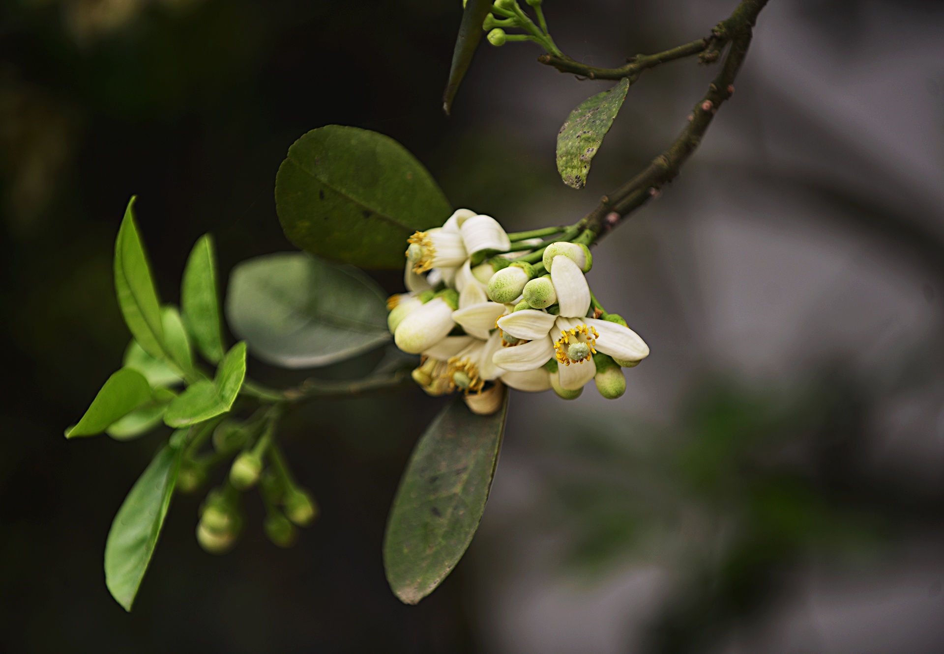 hoa buoi,  Binh Minh,  Khoai Chau,  mua hoa buoi thang 3 anh 3