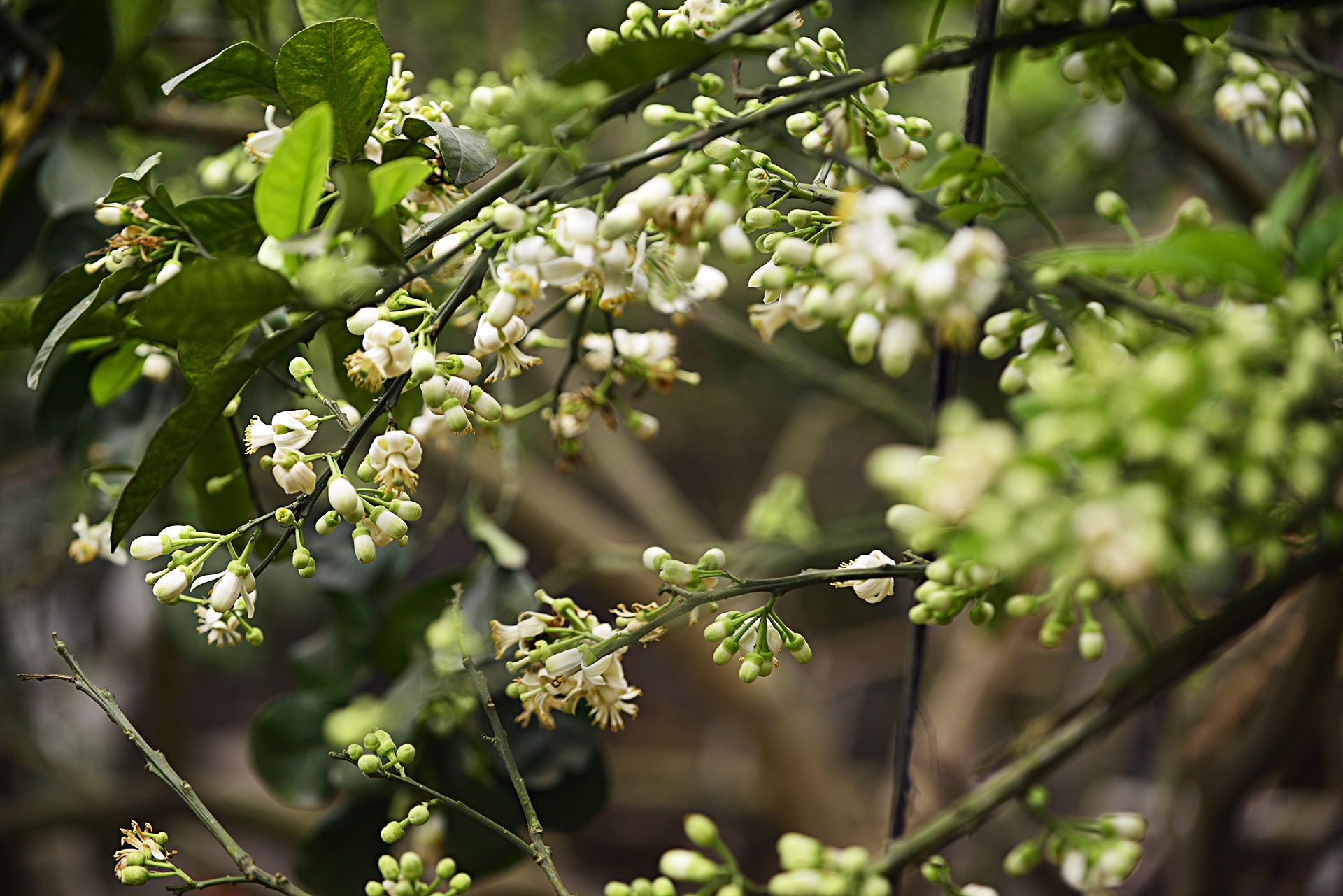hoa buoi,  Binh Minh,  Khoai Chau,  mua hoa buoi thang 3 anh 5