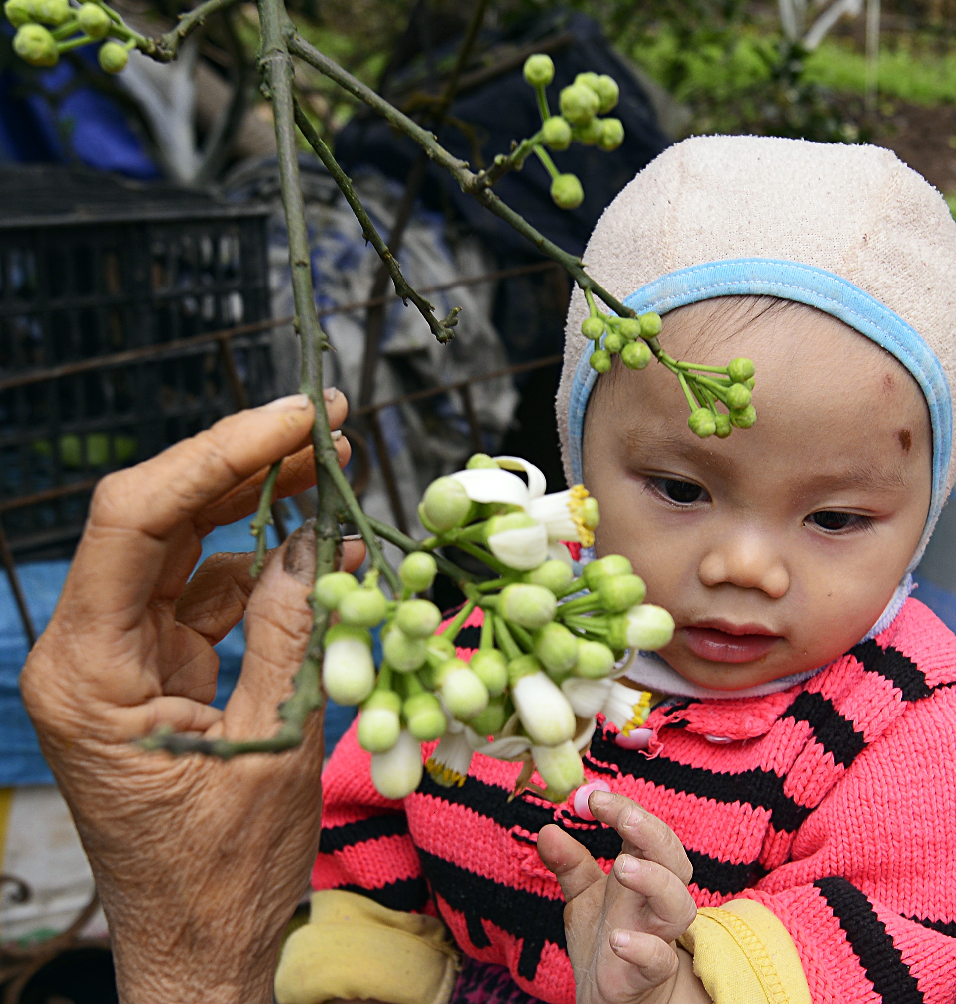 hoa buoi,  Binh Minh,  Khoai Chau,  mua hoa buoi thang 3 anh 6