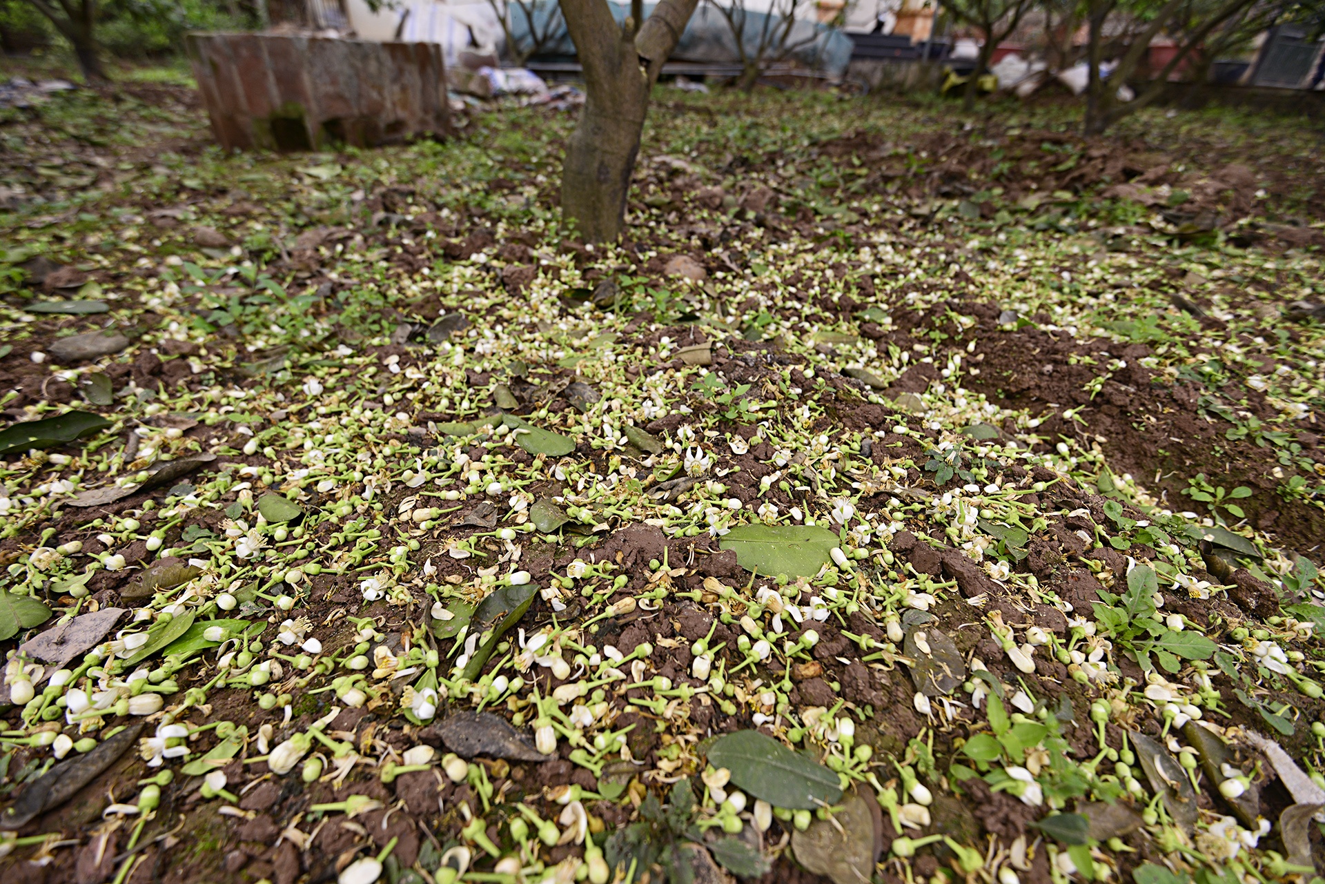 hoa buoi,  Binh Minh,  Khoai Chau,  mua hoa buoi thang 3 anh 7