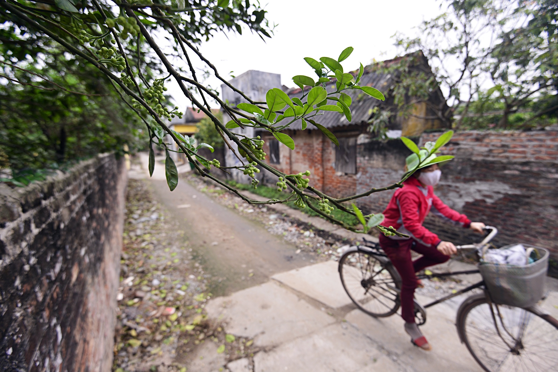 hoa buoi,  Binh Minh,  Khoai Chau,  mua hoa buoi thang 3 anh 8