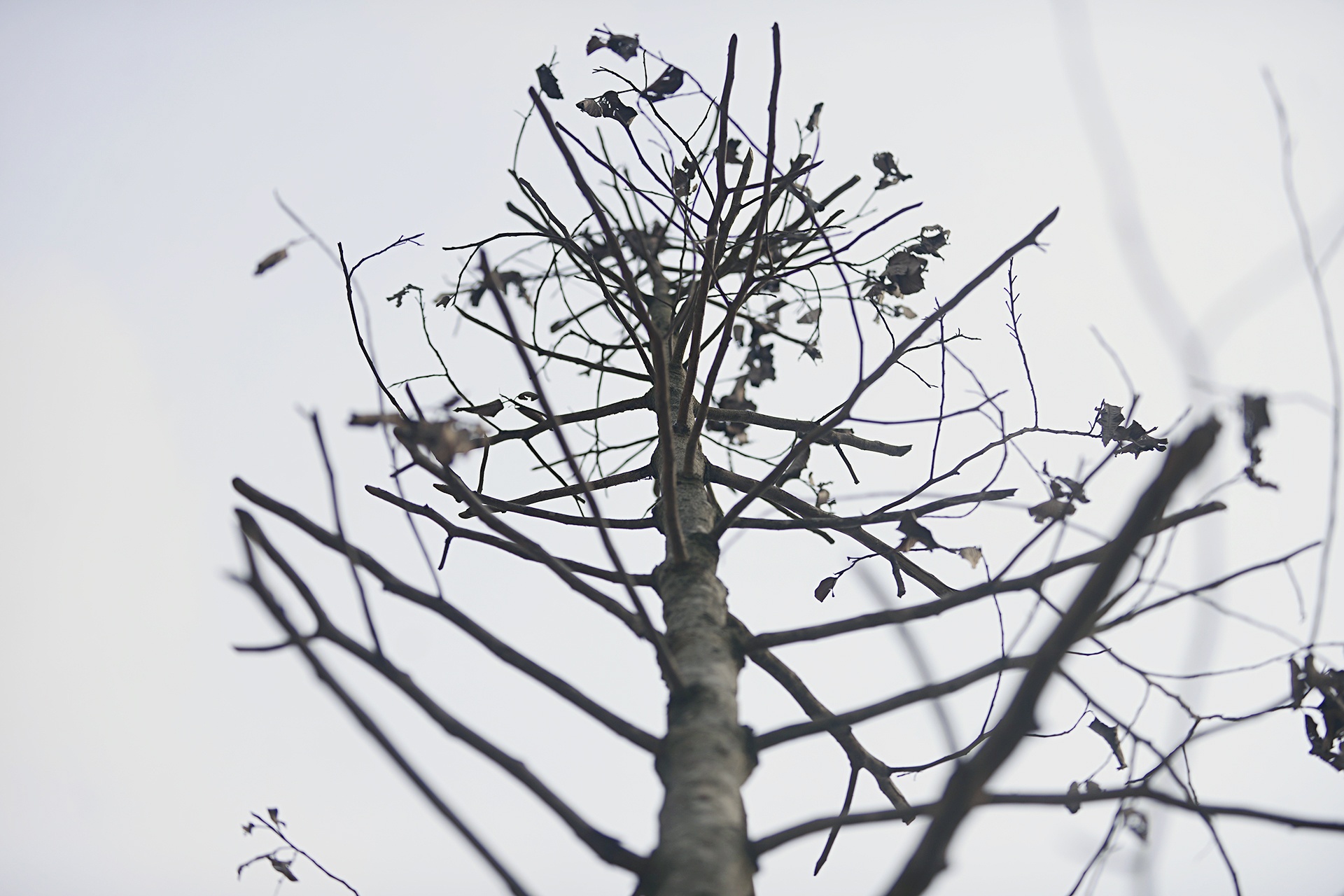 Cay moi trong chet hang loat tren cac con duong moi mo hinh anh