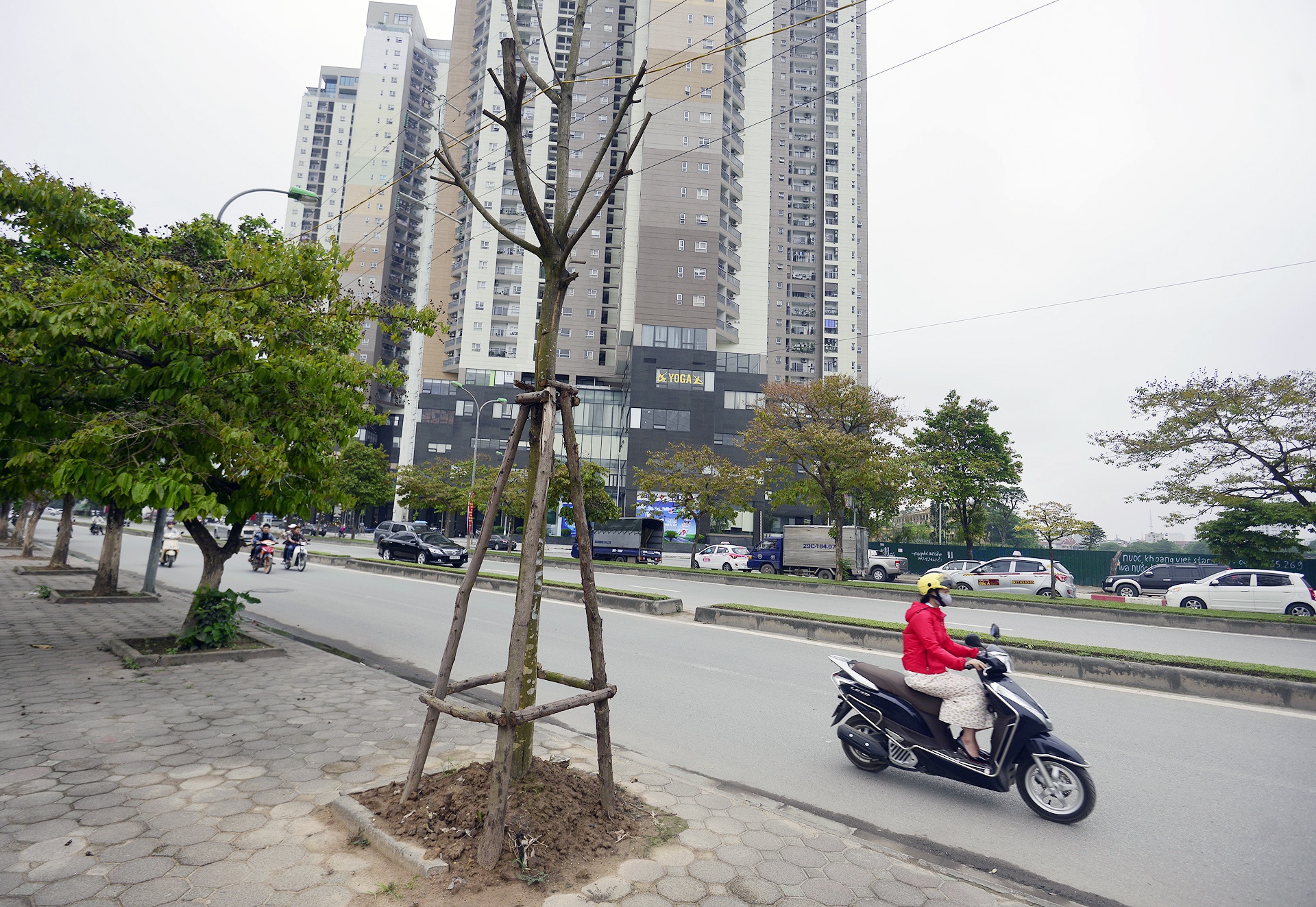 Cay moi trong chet hang loat anh 7