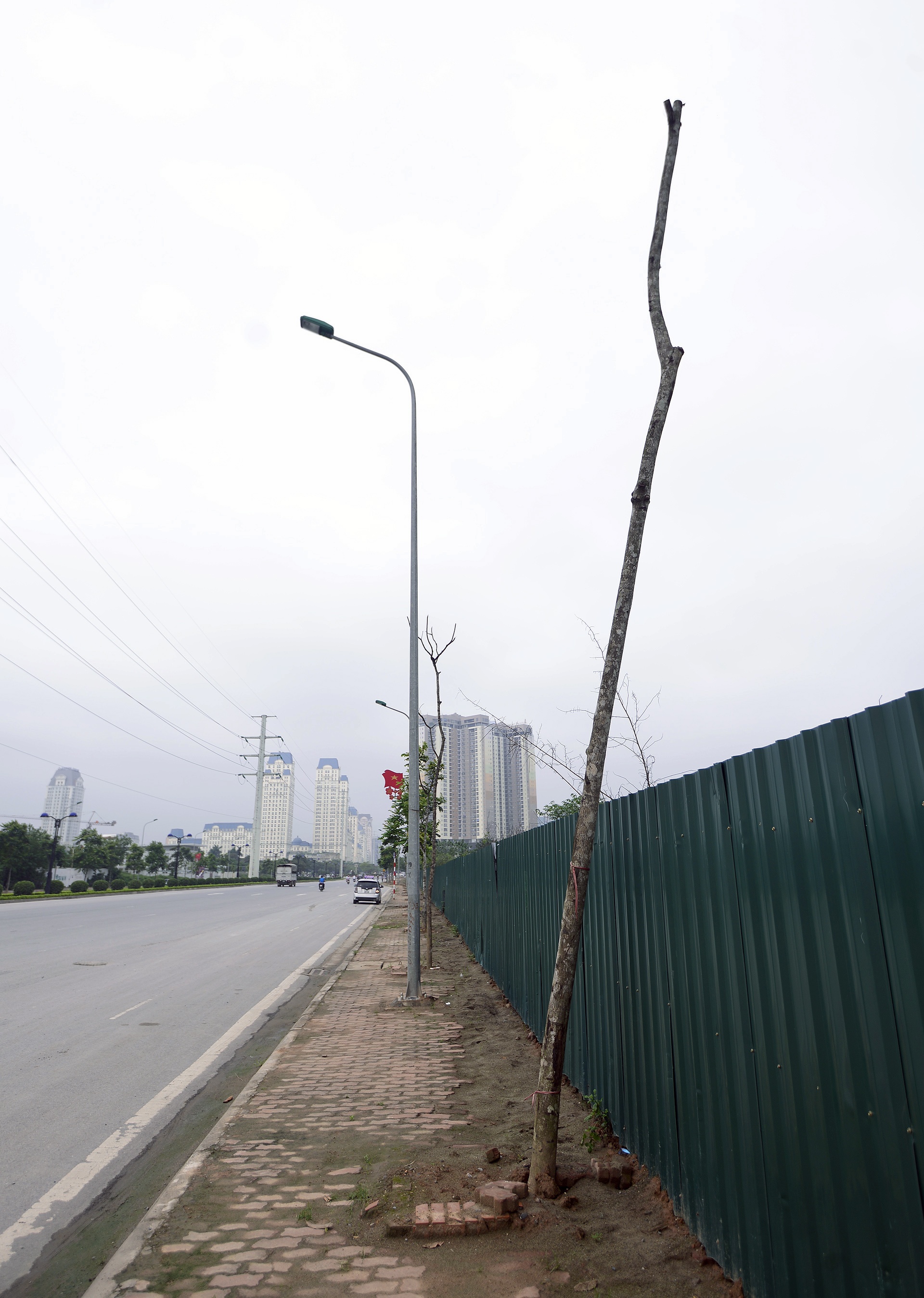 Cay moi trong chet hang loat anh 8