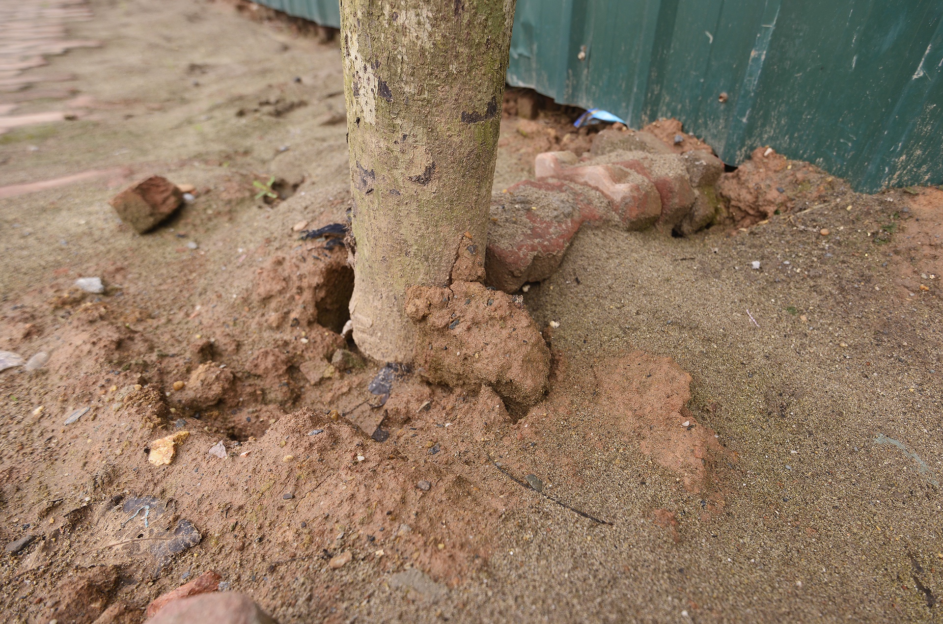 Cay moi trong chet hang loat anh 9