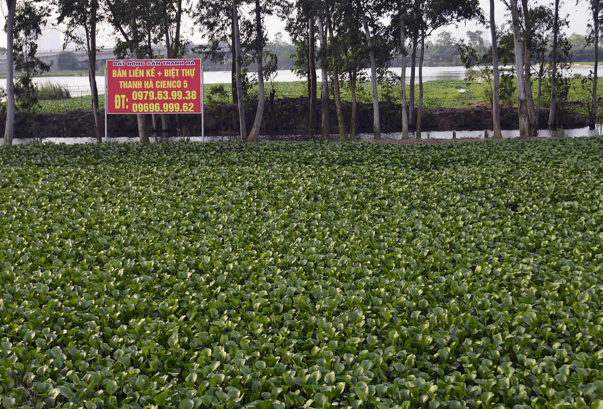 Du an dai gia “dieu cay” thanh noi phoi mien anh 10