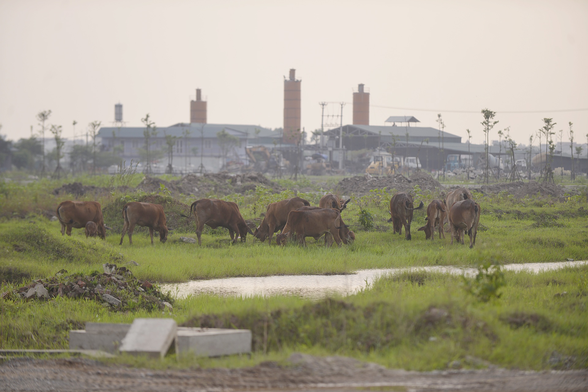 Du an dai gia “dieu cay” thanh noi phoi mien anh 4