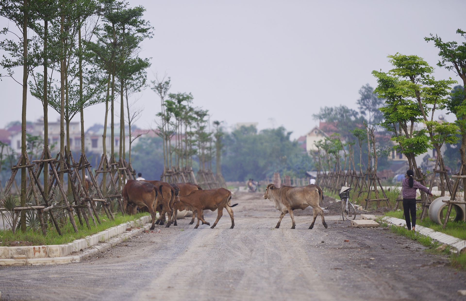 Du an dai gia “dieu cay” thanh noi phoi mien anh 5