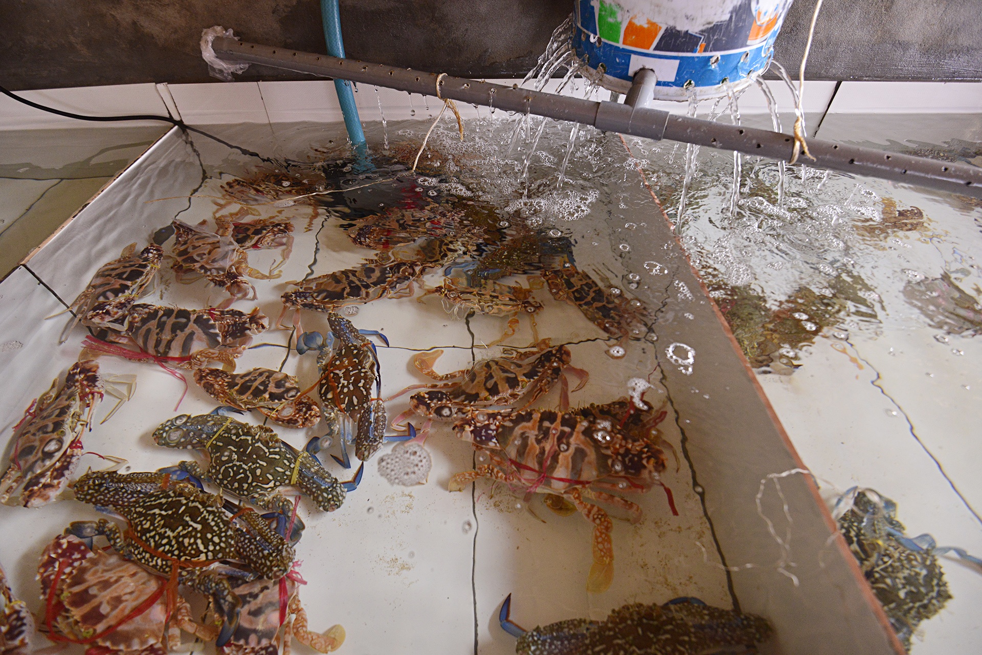 Du lich e am sau su co ca chet anh 5