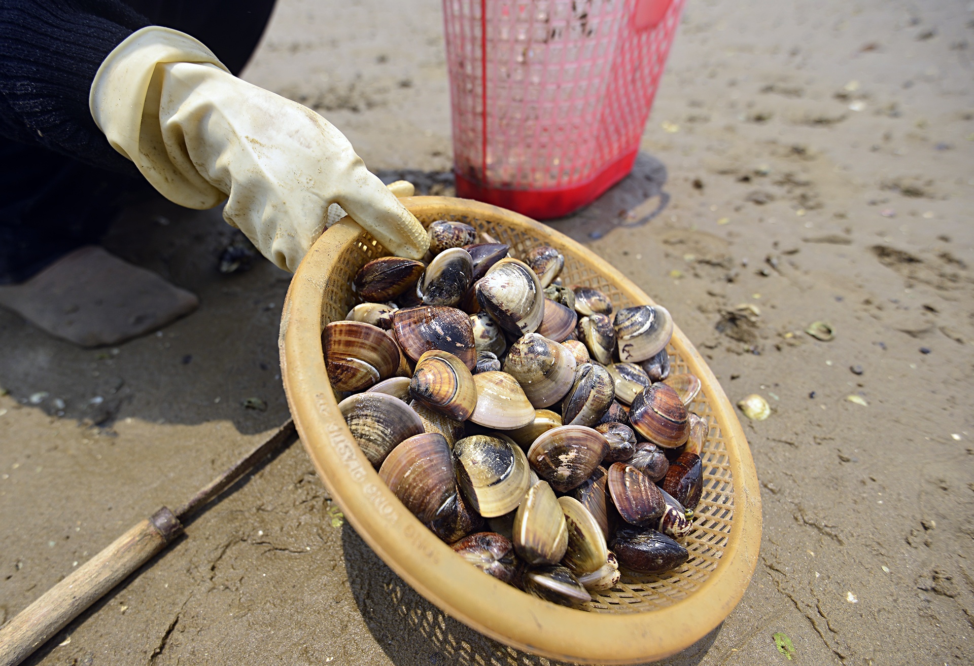 Ngao chet o Ha Tinh anh 10
